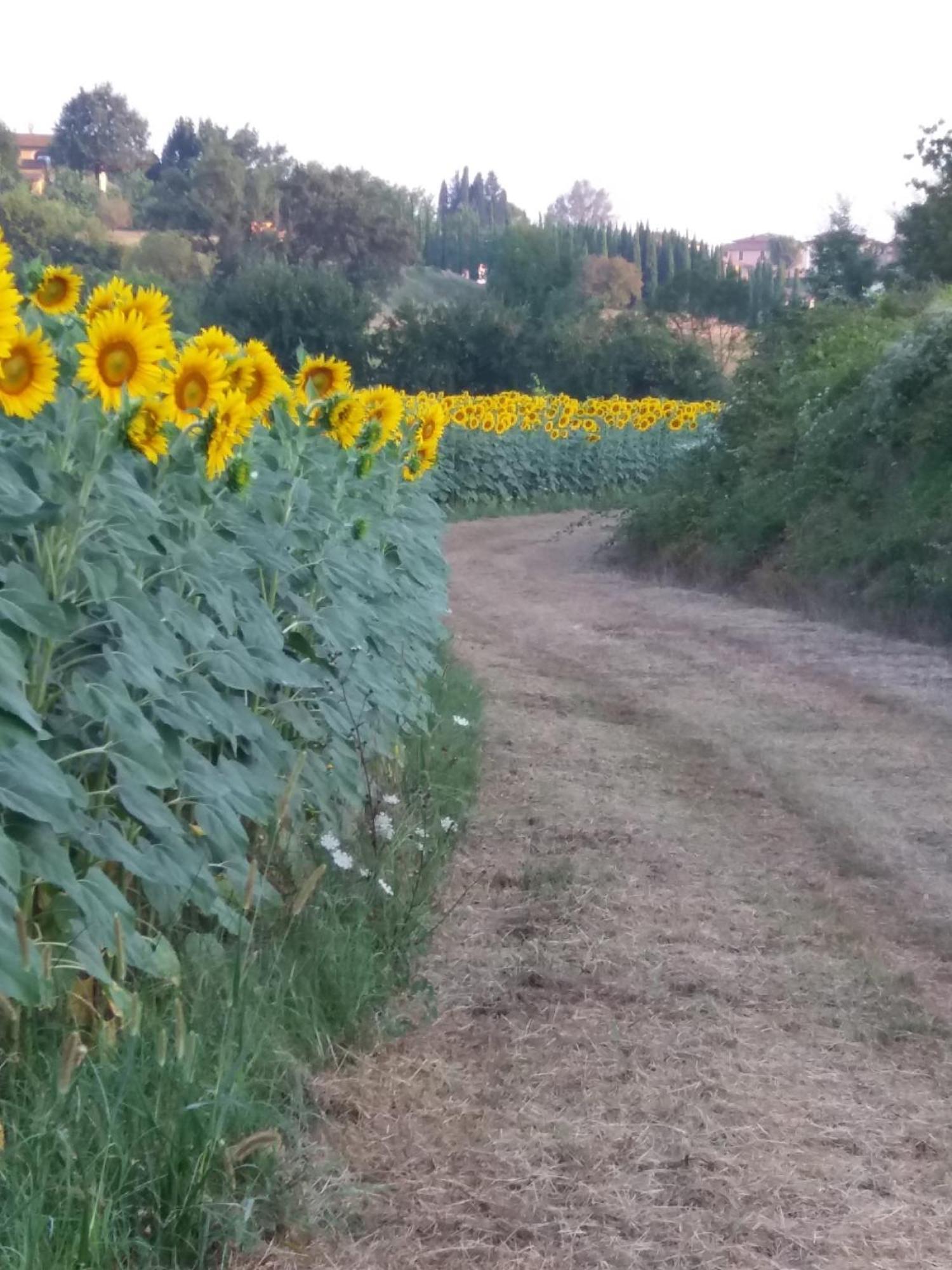 Podere Gian Battaglia Fucecchio Exteriör bild