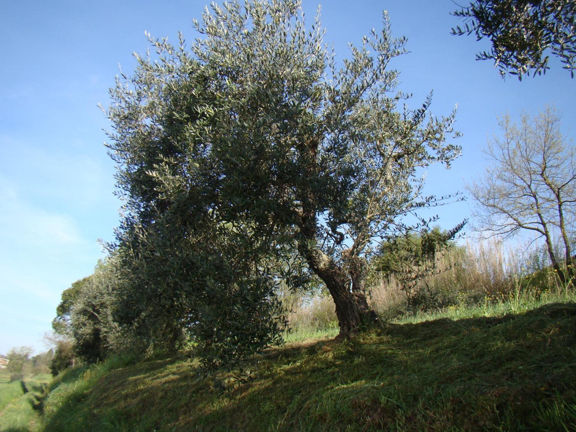 Podere Gian Battaglia Fucecchio Exteriör bild