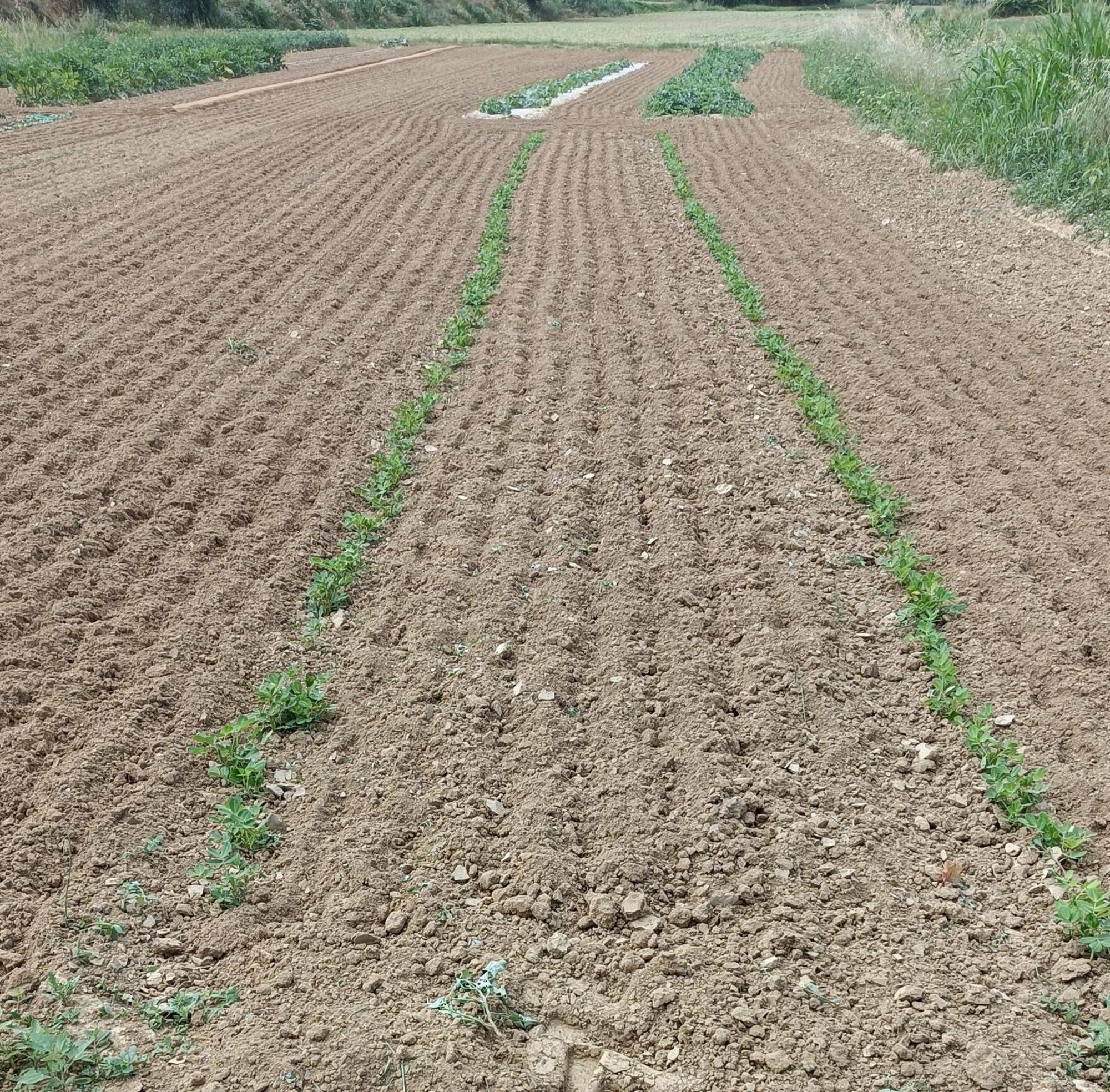 Podere Gian Battaglia Fucecchio Exteriör bild